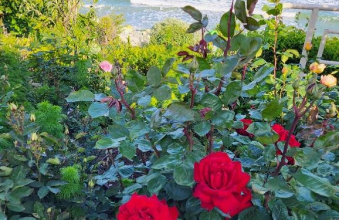 Vila Ozon Eforie Nord